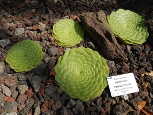 Botanischer Garten Düsseldorf 3