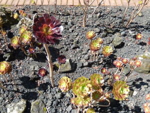 Botanischer Garten Düsseldorf