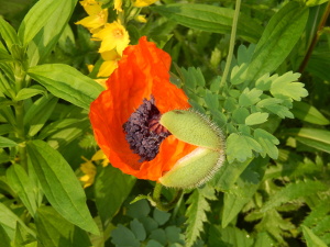 Mohn