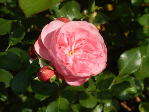 Rosee Rose