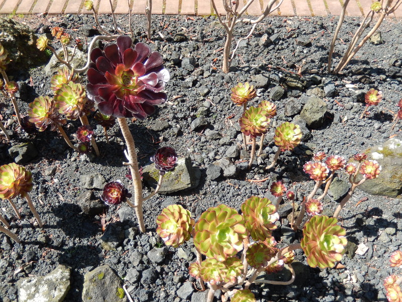 Botanischer Garten Düsseldorf