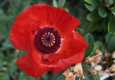 Mohn