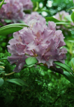 Rhododendronblüte