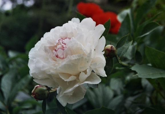 Blüte