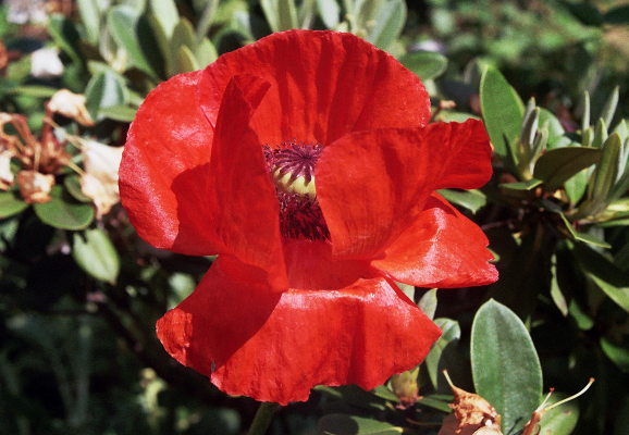Mohn