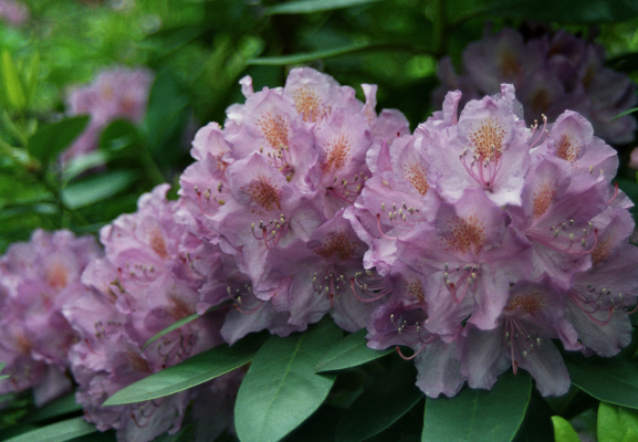 Rhododendron