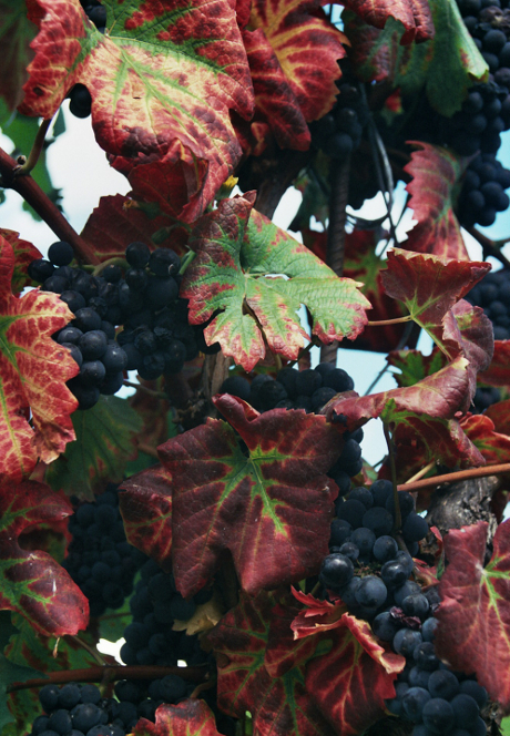 Wein