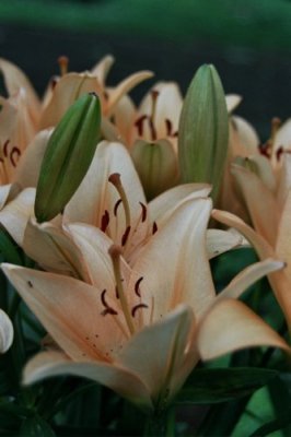 Lachsfarbene Lilien