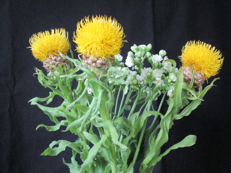 Gelbe Blumen