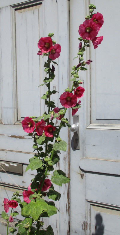 Stockrose